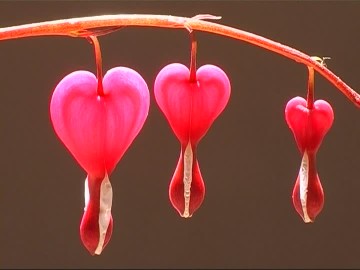 790741898-bleeding-heart-pink-color-blossom-sunshine