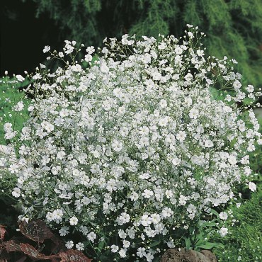 Baby's Breath (Our Lady's Veils)